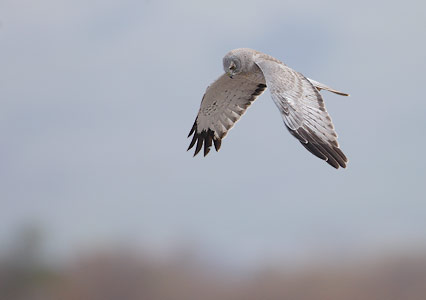 Northern Harrier (Circus cyaneus) photo