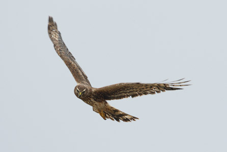 Northern Harrier (Circus cyaneus) photo