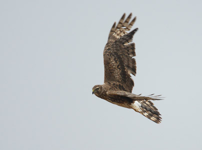 Northern Harrier (Circus cyaneus) photo