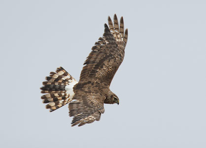 Northern Harrier (Circus cyaneus) photo
