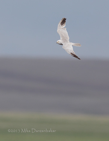 Pallid Harrier (Circus macrourus) photo