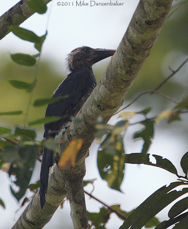 Black Dwarf Hornbill (Tockus hartlaubi) photo