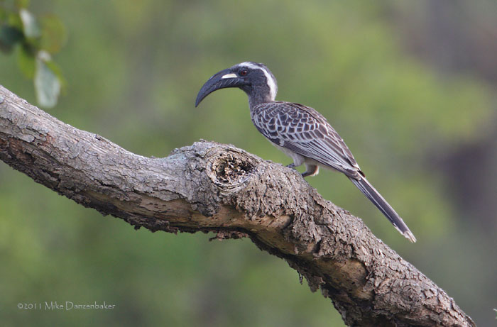 African Grey Hornbill (Tockus nasutus) photo