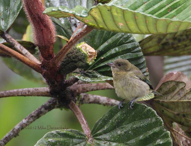 Golden-collared Honeycreeper (Iridophanes pulcherrimus) photo