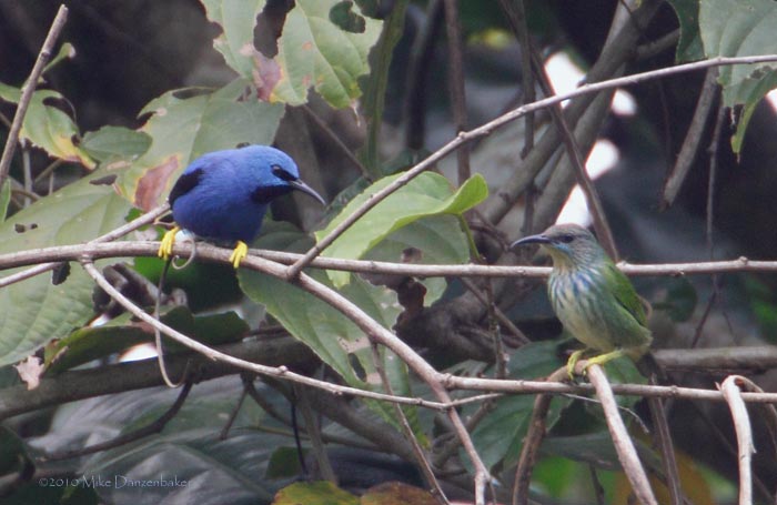 Shining Honeycreeper (Cyanerpes lucidus) photo