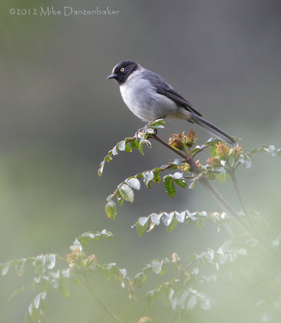 Black-headed Hemispingus (Hemispingus verticalis) photo