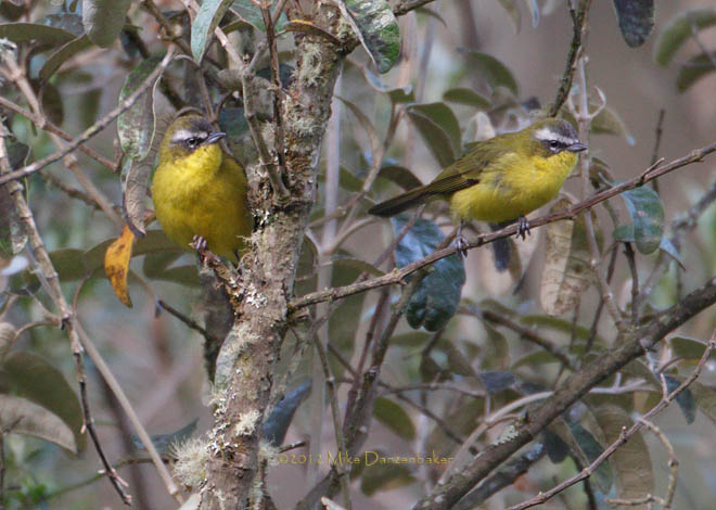 Superciliaried Hemispingus (Hemispingus superciliaris) photo