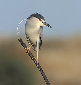 Black-crowned Night Heron (Nycticorax nycticorax) photo
