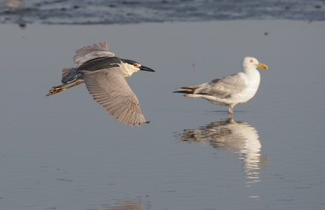 Black-crowned Night-Heron (Nycticorax nycticorax) photo