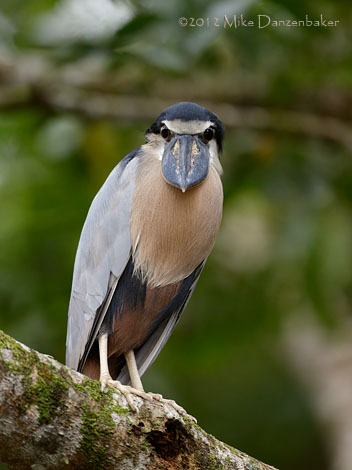 Boat-billed Heron (Cochlearius cochlearius) photo