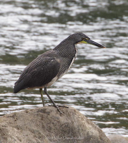 Fasciated Tiger-Heron (Tigrisoma fasciatum) photo