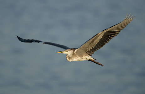 Grey Heron (Ardea cinerea) photo