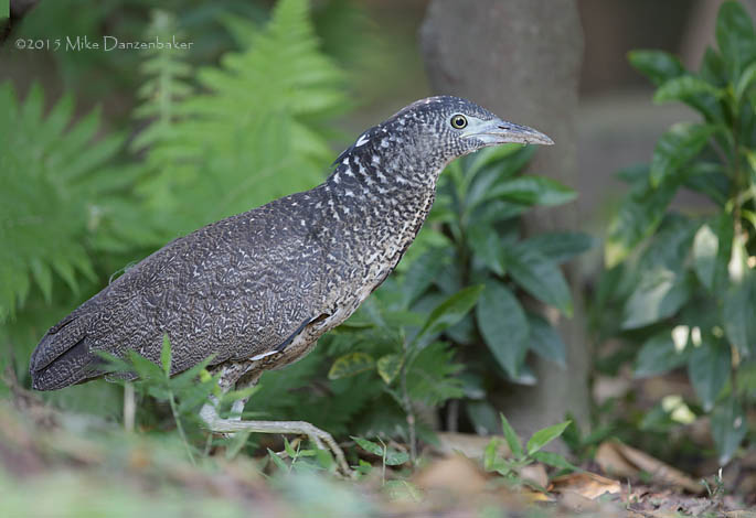 Malayan Night Heron (Gorsachius melanolophus) photo