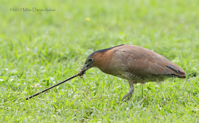 Malayan Night Heron (Gorsachius melanolophus) photo