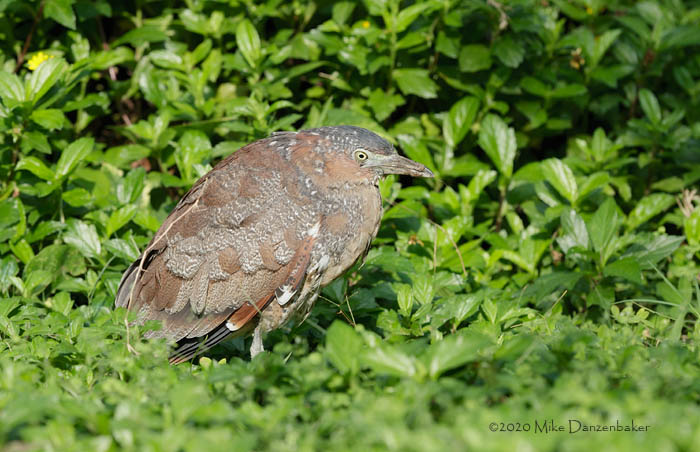 Malayan Night Heron (Gorsachius melanolophus) photo