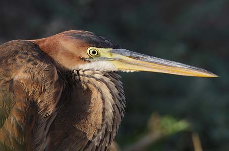Purple Heron (Ardea purpurea) photo