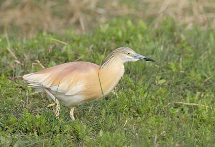 Squacco Heron (Ardeola ralloides) photo