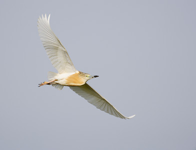 Squacco Heron (Ardeola ralloides) photo