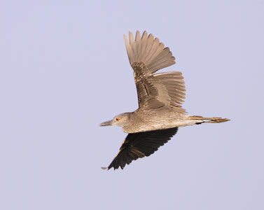 Yellow-crowned Night-Heron (Nyctanassa violacea) photo