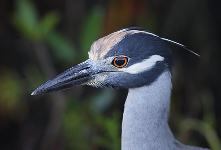 Yellow-crowned Night-Heron (Nyctanassa violacea) photo