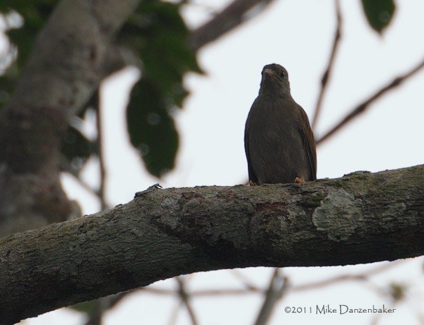 Yellow-footed Honeyguide (Melignomon eisentrauti) photo