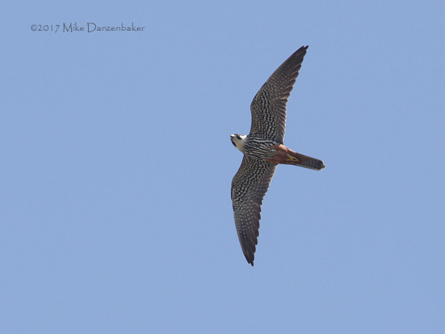Eurasian Hobby (Falco subbuteo) photo