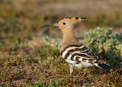 Eurasian Hoopoe (Upupa epops) photo