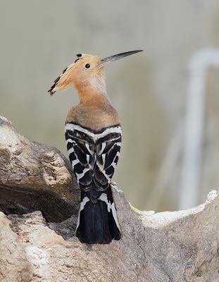 Madagascar Hoopoe (Upupa marginata) photo