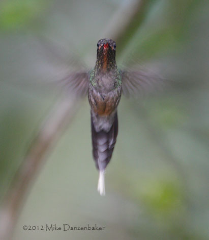Green Hermit (Phaethornis guy) photo