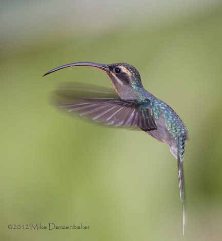 Green Hermit (Phaethornis guy) photo