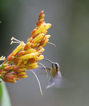 Little Hermit (Phaethornis longuemareus) photo