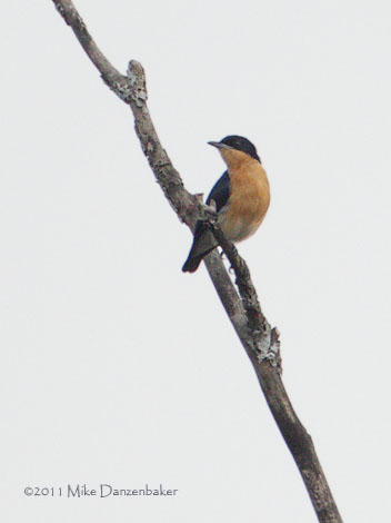 Violet-backed Hyliota (Hyliota violacea) photo