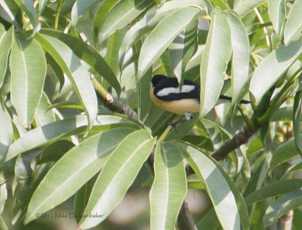 Yellow-bellied Hyliota (Hyliota flavigaster) photo