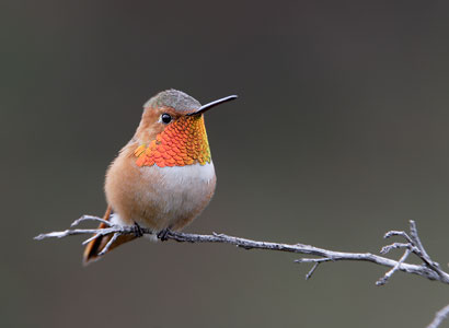Allen's Hummingbird (Selasphorus sasin) photo