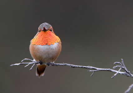 Allen's Hummingbird (Selasphorus sasin) photo