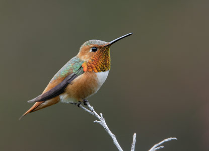 Allen's Hummingbird (Selasphorus sasin) photo