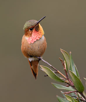 Allen's Hummingbird (Selasphorus sasin) photo