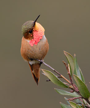 Allen's Hummingbird (Selasphorus sasin) photo