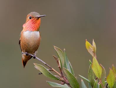 Allen's Hummingbird (Selasphorus sasin) photo