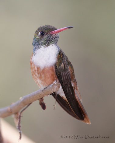 Amazilia Hummingbird (Amazilia amazilia) photo