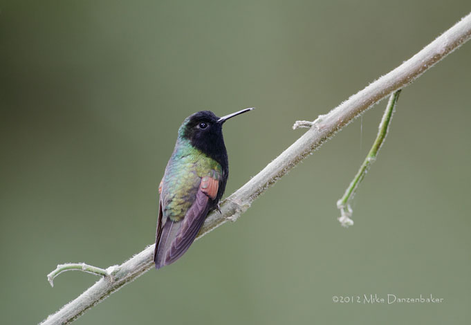 Black-bellied Hummingbird (Eupherusa nigriventris) photo