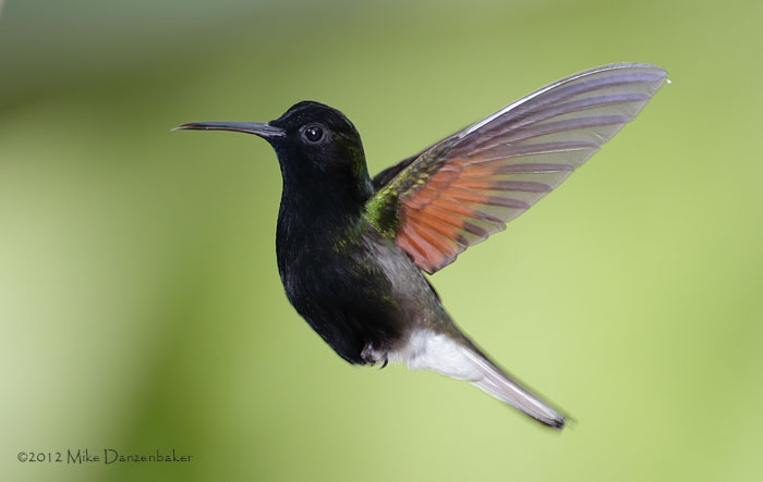 Black-bellied Hummingbird (Eupherusa nigriventris) photo