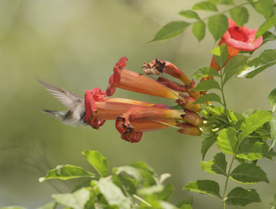 Black-chinned Hummingbird (Archilochus alexandri) photo