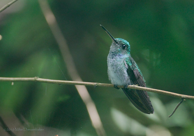 Charming Hummingbird (Amazilia decora) photo