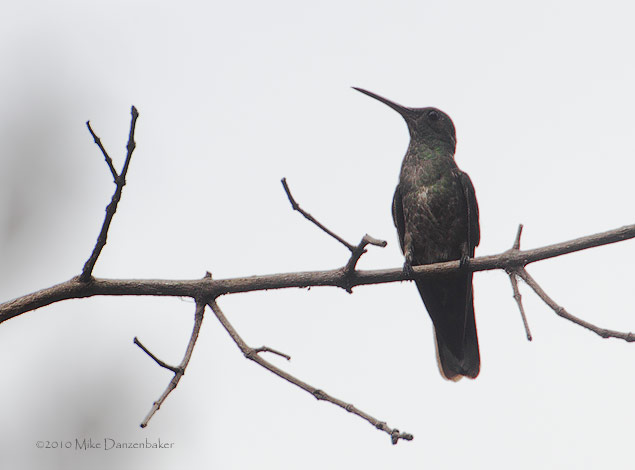 Scaly-breasted Hummingbird (Phaeochroa cuvierii) photo