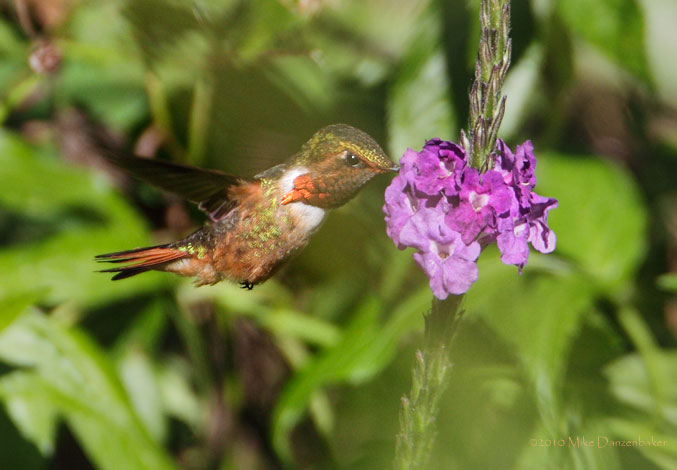 Scintillant Hummingbird (Selasphorus scintilla) photo