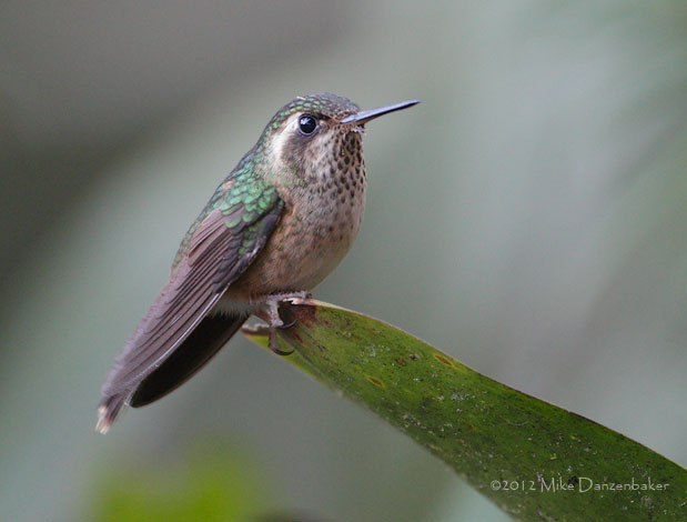 Speckled Hummingbird (Adelomyia melanogenys) photo