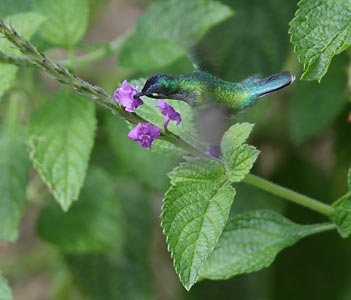 Violet-headed Hummingbird (Klais guimeti) photo