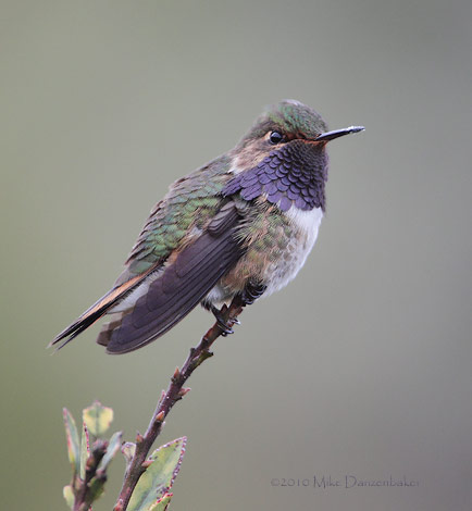 Volcano Hummingbird (Selasphorus flammula) photo