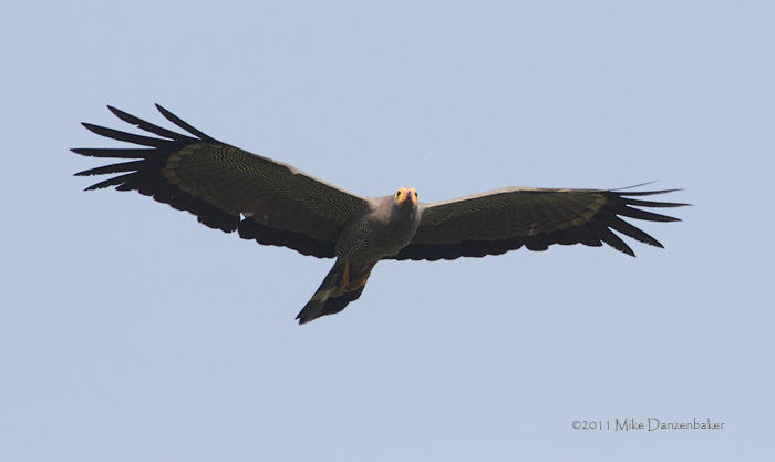 African Harrier-Hawk (Polyboroides typus) photo